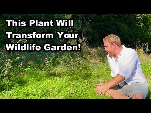 How To Get More Wildlife In Your Garden