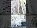 asmr carpet cleaning