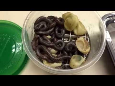 Children's Python: Hatchlings!