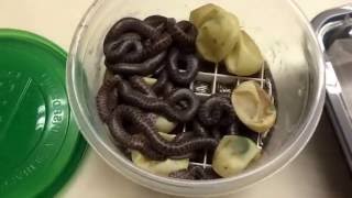 Children's Python: Hatchlings!