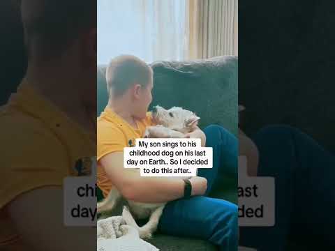 Dogs being emotional part 74 #funnydog #funnypet #cutedog #dog #pets