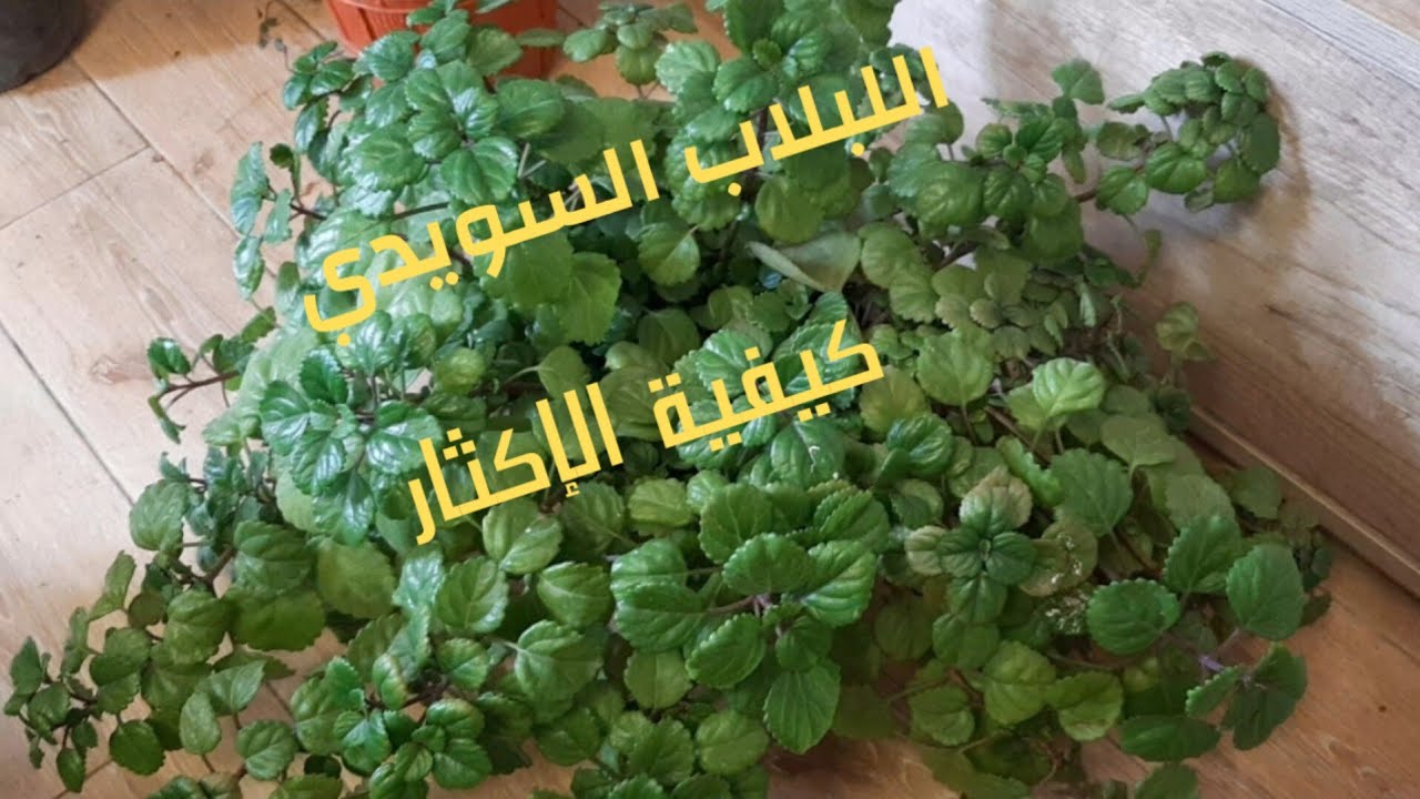 إكثار نبات اللبلاب السويدي بالعقلة في المنزل بكل سهولة|swedish ivy propagation