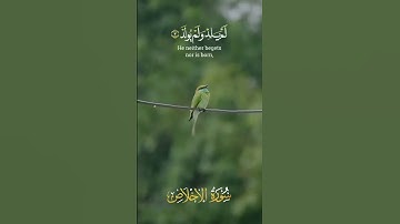 سورة الإخلاص 💚 بصوت جميل جداً
