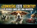 ¿Tu mascota Beagle es un simple glotón o un detective de élite? 🐶#pets #dog #animals #datoscurisos