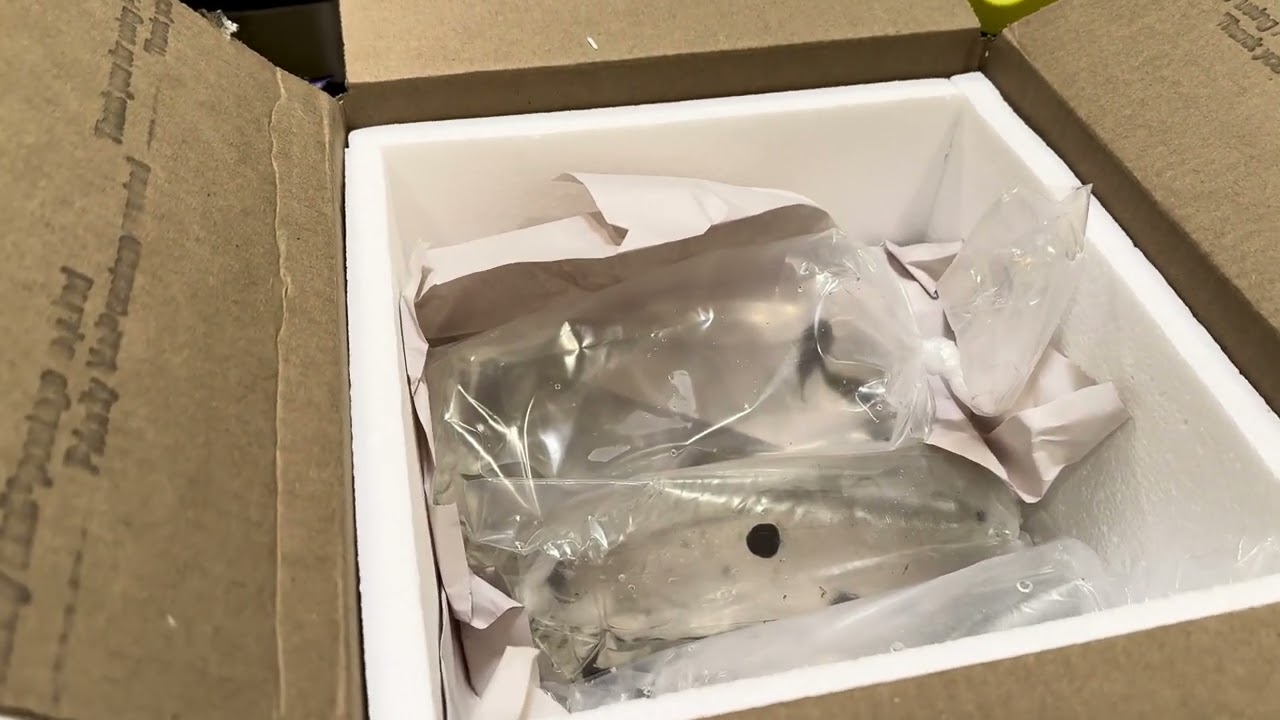 Redtail Hillstream Loaches, Boesemani Corydoras, & Blueberry Snails - Moonlight Aquatics Unboxing