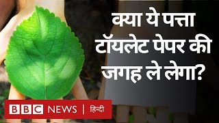Toilet Paper Plant: Mint Scented ये पौधा क्या टॉयलेट पेपर की जगह ले लेगा? (BBC Hindi) screenshot 5