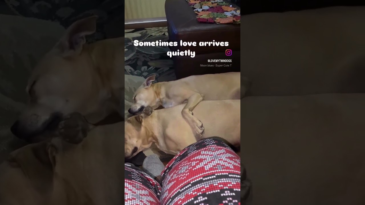 God’s Love Shows Up Unexpectedly ❤️🐶  Twin Dogs, Faith & Quiet Miracles