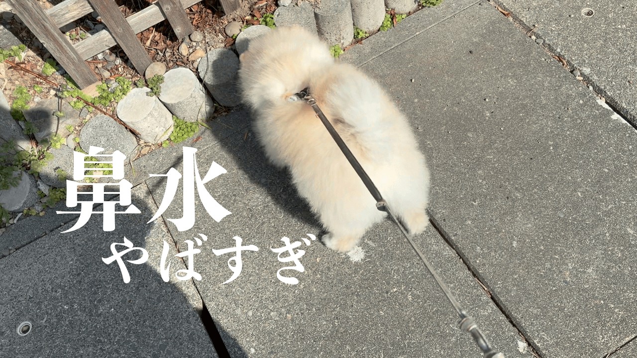 花粉時期のお散歩、みんなどうしてる？