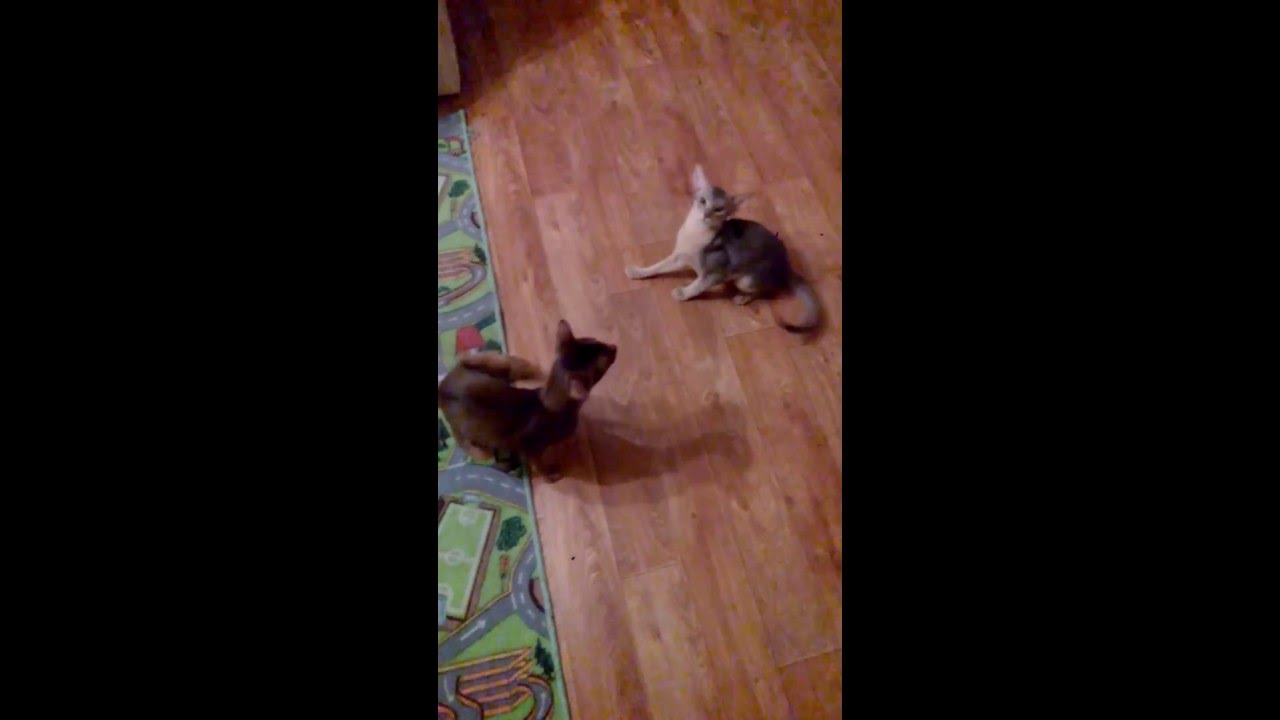 Childofsun Zula & Balzac