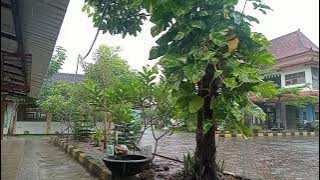 Hujan Di Halaman Sekolah Skimfa | GPS Penak Shiro 