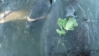 Lettuce a key ingredient in push to save Florida manatees