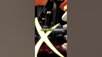 Gentle Grape Sorting Magic – Inside Integral Winery’s High-Tech Harvest Machine! 🍇✨