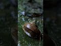 Ultimate Jungle  #lifehack #smartliving #simpleliving #lifehacks #dailylife #viralvideo #trend