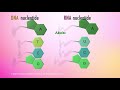 Nucleic Acids and Their Role in Genetics and Protein Synthesis