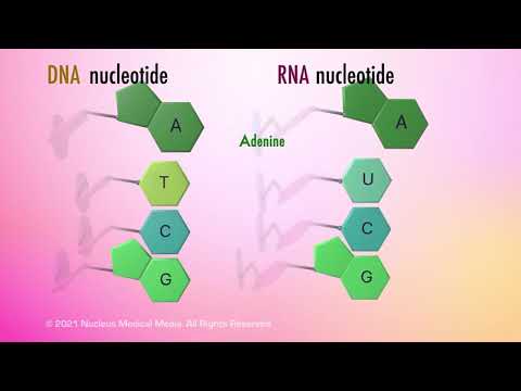 Video: Lub polymer ntawm nucleic acids hu ua dab tsi?