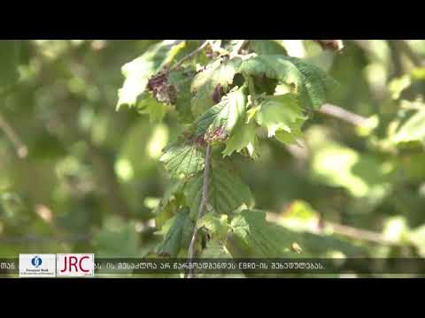 როგორ ებრძვიან აზიურ ფაროსანას ხობის მუნიციპალიტეტში 25.05.2018