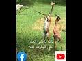 ظبي الخلا حالة واتساب روعه