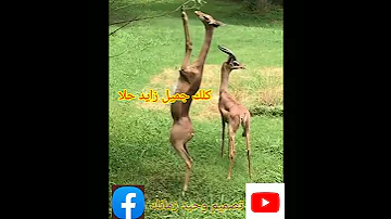 ظبي الخلا حالة واتساب روعه 