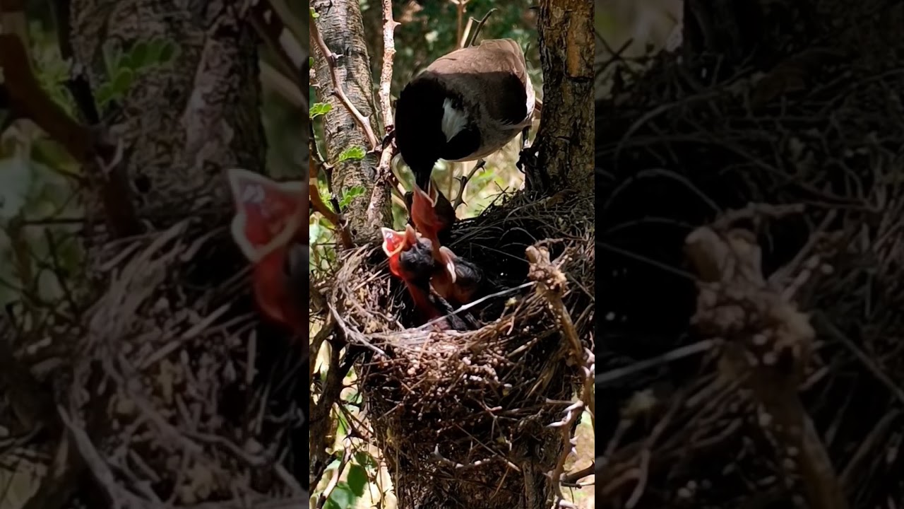 Himalayan Bulbul Bird Babies (P 7) 