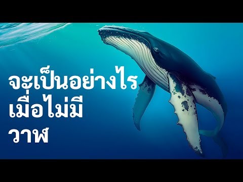 วีดีโอ: ทำไมวาฬถึงหายไป?