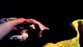 My Cat Wants MILK!!! ((Really Old Video! ^^))