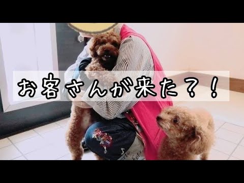 アピールの仕方がこんなにも違う！！　トイプードルのTaruto＆Rasuku
