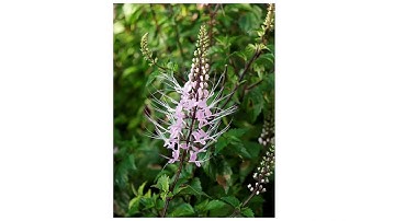 Cây râu mèo, Orthosiphon stamineus Benth