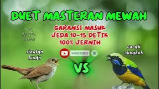 duet masteran mewahh‼️sikatan londo vs cucak cungkok,hemat uang jutaan untuk mastering gacoanmu