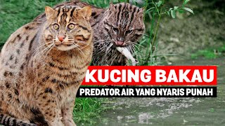 Fishing Cat- Kucing Langka Yang Berburu Di Dalam Air
