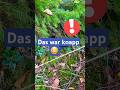 Hilfe 😱! Böse Überraschung im Wald 🐍. #forest #wald