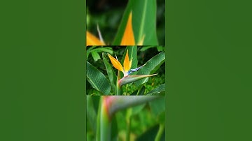 Bird of Paradise (Strelitzia) Blooming in Motion | Mesmerizing Time-Lapse