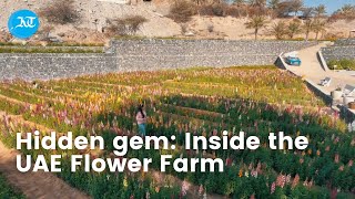 Hidden gem: Inside the UAE Flower Farm