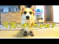 生まれて初めて靴を履いたコーギーの動きを見ても笑わないでください