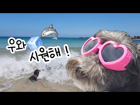 해변에서 신나는 말티푸: 물속으로 뛰어들기!  🌊🐕  | My Dog Wants To Swim In The Sea
