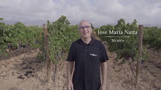 Variedades autóctonas de vino en Mallorca