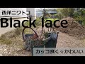 おしゃれ植物『西洋ニワトコブラックレース』を植え替えます！　　sambucus nigra Black lace　ガーデニング　イングリッシュガーデン　ナチュラルガーデン