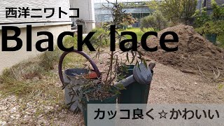 おしゃれ植物『西洋ニワトコブラックレース』を植え替えます！　　sambucus nigra Black lace　ガーデニング　イングリッシュガーデン　ナチュラルガーデン