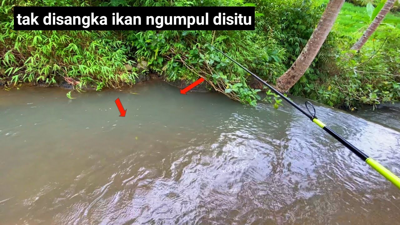 diatas bendungan indah ini sarangnya!!!🎣 mancing wader umpan roti