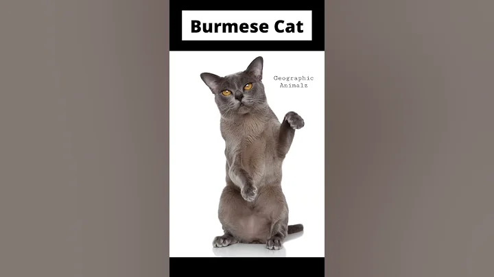 Watch the video about World’s SMALLEST Cat Breeds😱 #shorts #animalshorts