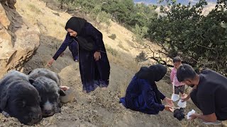 Download Lagu Zahra and Meysam go to the mountains to collect firewood and help two puppies. MP3 Download Lagu Zahra and Meysam go to the mountains to collect firewood and help two puppies. MP3