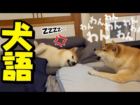 妹犬に犬語で起こされムキ顔をキメながら寝落ちする姉犬が面白可愛い