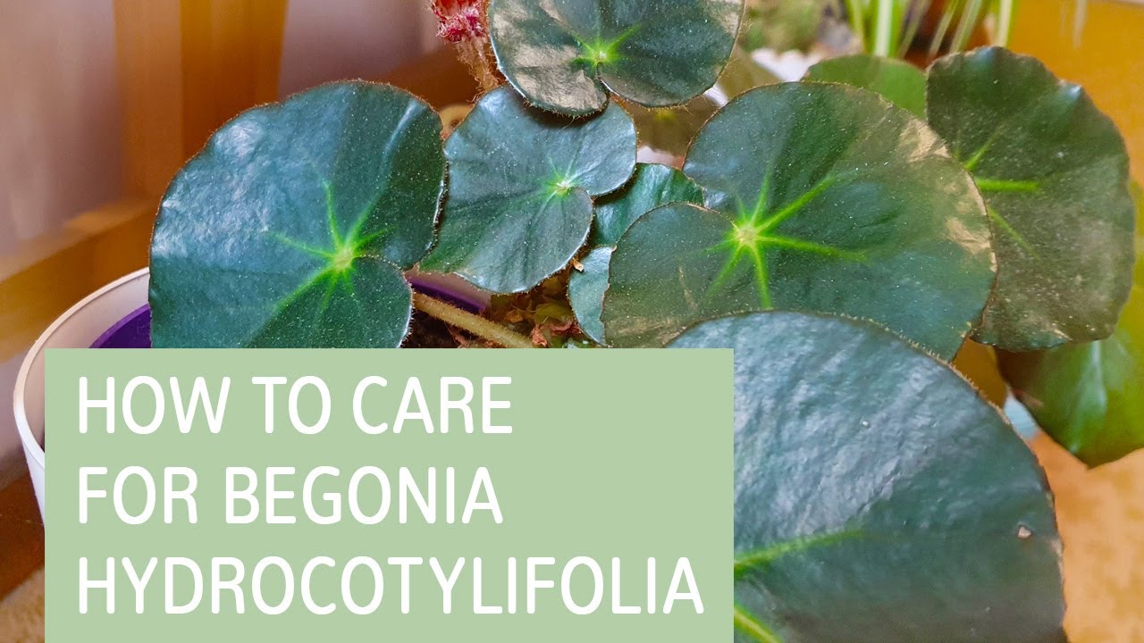 How To Care For Begonia Hydrocotylifolia Begonia Care Tips YouTube