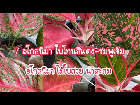 วีดีโอ: Astilba สีชมพู (21 ภาพ): ภาพรวมของพันธุ์ 