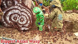 Cụ Tổ Của Các Loại Ong / Biggest Asian Wasp
