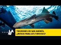 Tiburones en San Andrés, ¿riesgo para los turistas?