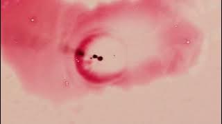 Diplo & HUGEL - Stay High (feat. Julia Church) [VIP] [Official Full Stream]