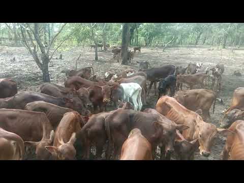 Limbu Luchagula Enaelimisha Sana Siwez Acha Ushambki