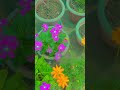 Beautiful flowers video nature #flowers #nature-flowers #videography #beautiful #garden #shorts