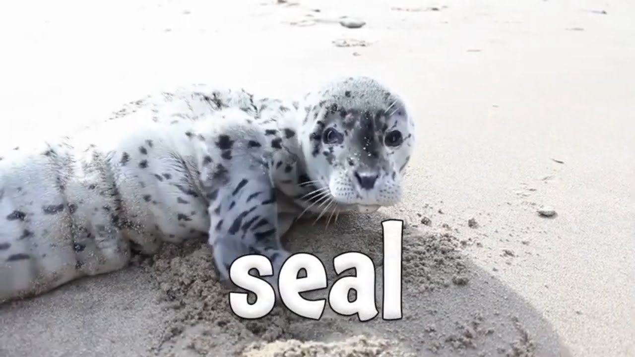 Ocean Animal Sounds! Learn Names and Sounds of Sea Creatures - YouTube