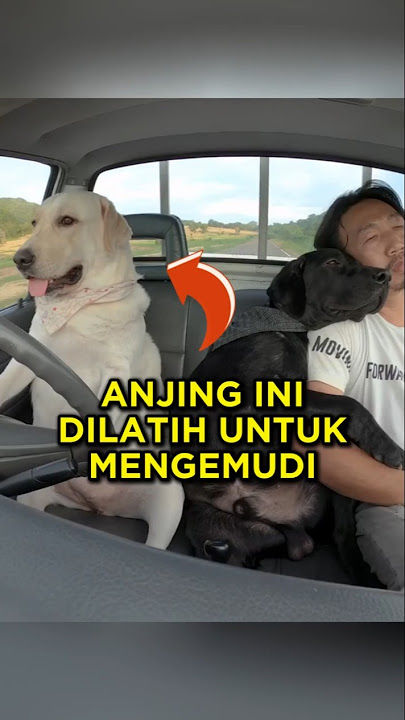 This Dog Was Trained to Drive, So His Master Could Get Some Rest 🦮❤ #shorts #dog